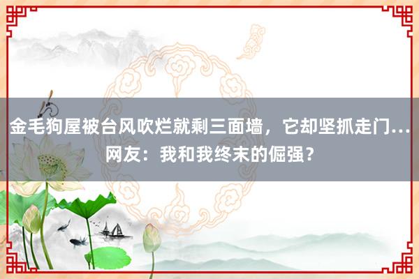 金毛狗屋被台风吹烂就剩三面墙，它却坚抓走门…网友：我和我终末的倔强？