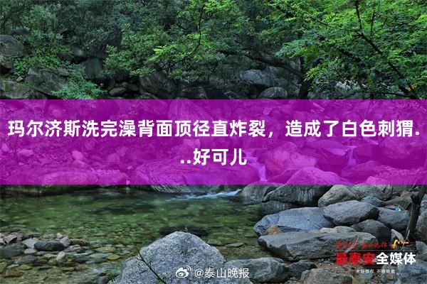 玛尔济斯洗完澡背面顶径直炸裂，造成了白色刺猬...好可儿