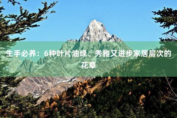 生手必养：6种叶片油绿、秀雅又进步家居层次的花草